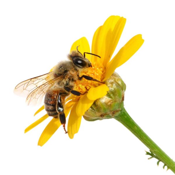 Biene bestäubt Sonnenblume für Blütenpollen von Superfood Streusel